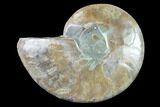 Cut & Polished Ammonite Fossil (Half) - Agate Replaced #146135-1